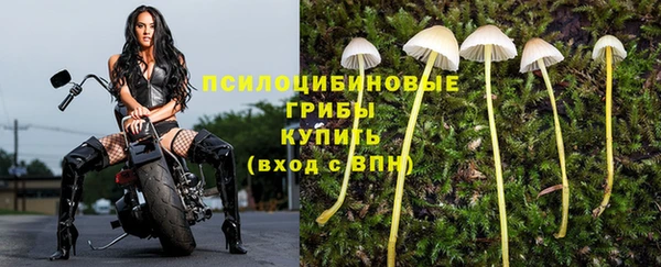 сатива Новодвинск