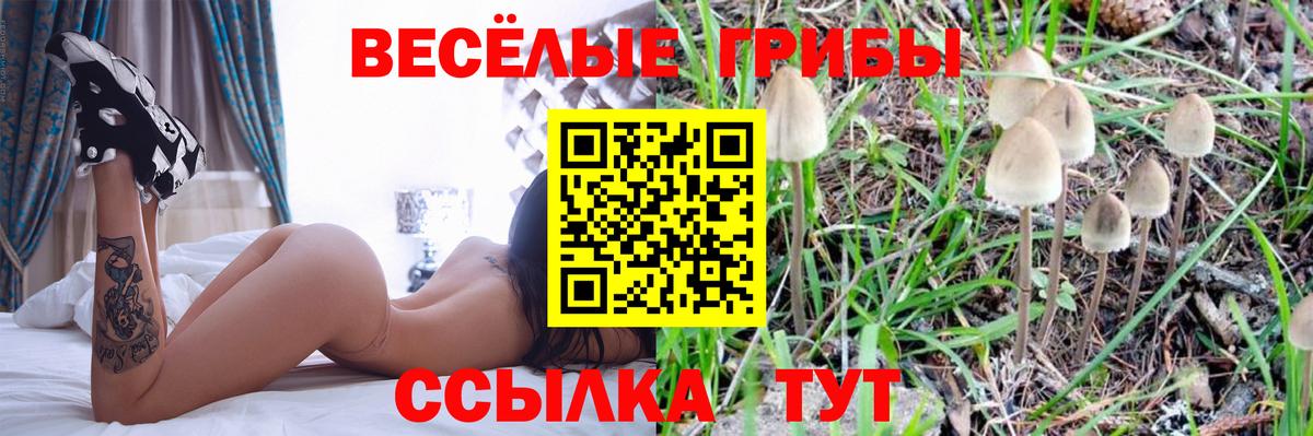 Зерноград  Псилоцибиновые грибы Psilocybine cubensis  Вход с VPN 